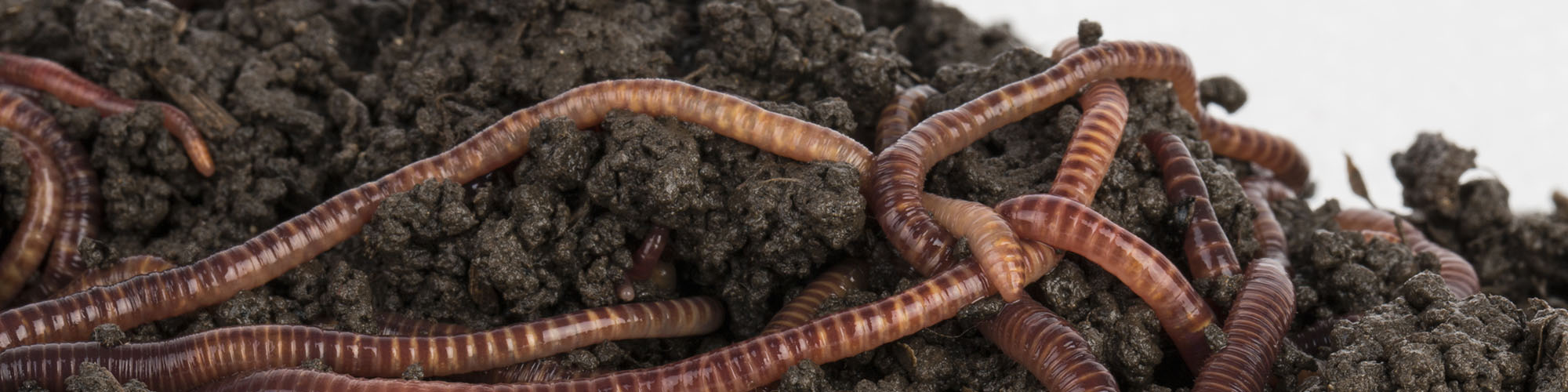 vermicomposting worms in compost dirt